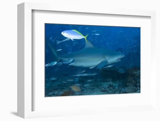 A Large Bull Shark at the Bistro Dive Site in Fiji-Stocktrek Images-Framed Photographic Print