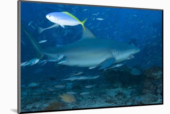 A Large Bull Shark at the Bistro Dive Site in Fiji-Stocktrek Images-Mounted Photographic Print