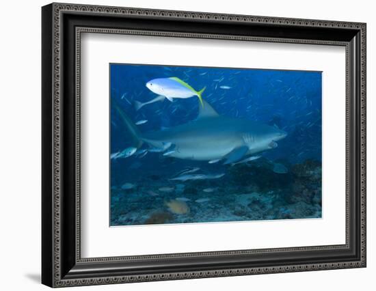 A Large Bull Shark at the Bistro Dive Site in Fiji-Stocktrek Images-Framed Photographic Print