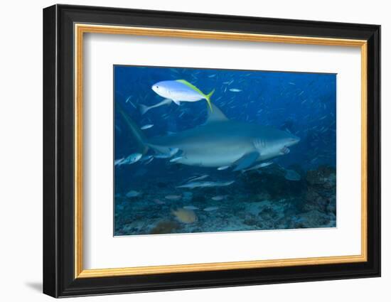 A Large Bull Shark at the Bistro Dive Site in Fiji-Stocktrek Images-Framed Photographic Print