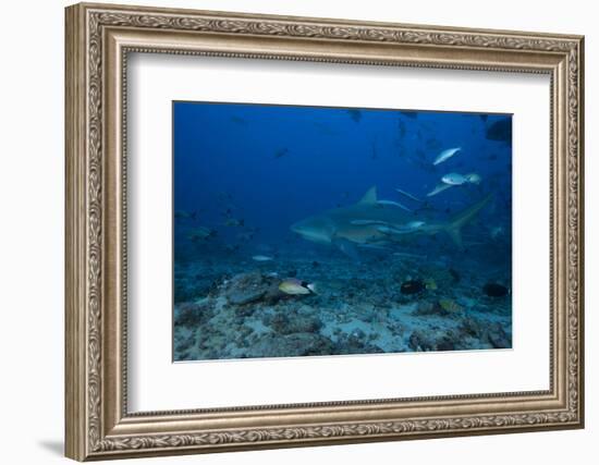 A Large Bull Shark at the Bistro Dive Site in Fiji-Stocktrek Images-Framed Photographic Print