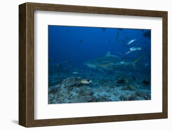 A Large Bull Shark at the Bistro Dive Site in Fiji-Stocktrek Images-Framed Photographic Print