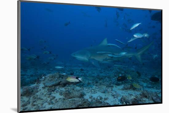 A Large Bull Shark at the Bistro Dive Site in Fiji-Stocktrek Images-Mounted Photographic Print