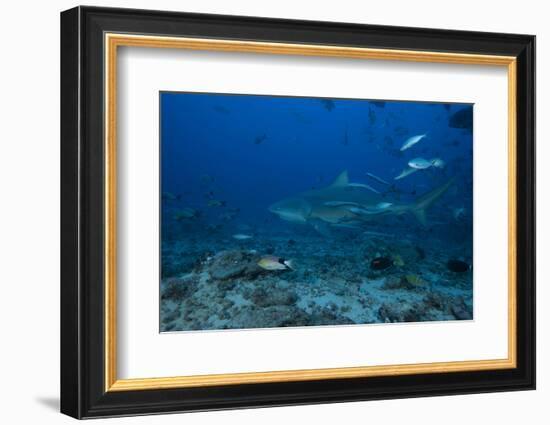 A Large Bull Shark at the Bistro Dive Site in Fiji-Stocktrek Images-Framed Photographic Print