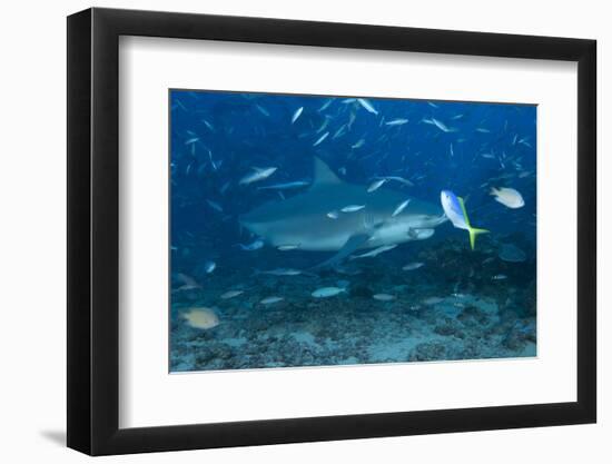 A Large Bull Shark at the Bistro Dive Site in Fiji-Stocktrek Images-Framed Photographic Print