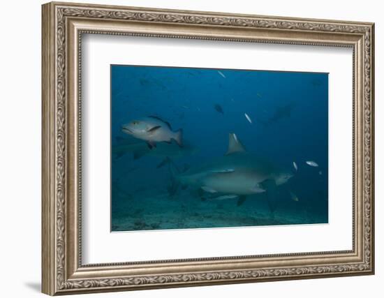 A Large Bull Shark at the Bistro Dive Site in Fiji-Stocktrek Images-Framed Photographic Print