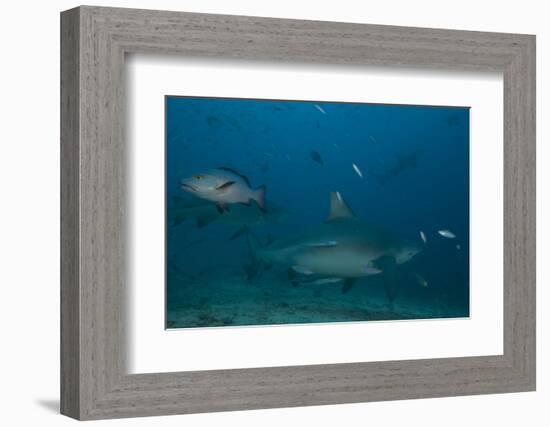 A Large Bull Shark at the Bistro Dive Site in Fiji-Stocktrek Images-Framed Photographic Print