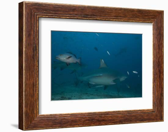 A Large Bull Shark at the Bistro Dive Site in Fiji-Stocktrek Images-Framed Photographic Print