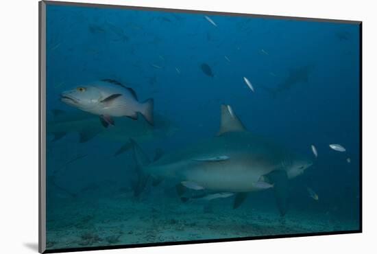 A Large Bull Shark at the Bistro Dive Site in Fiji-Stocktrek Images-Mounted Photographic Print