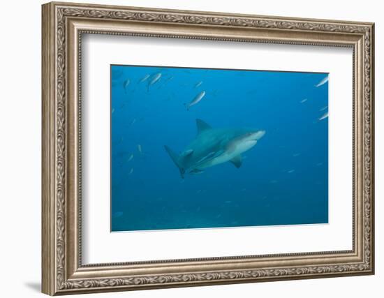 A Large Bull Shark at the Bistro Dive Site in Fiji-Stocktrek Images-Framed Photographic Print