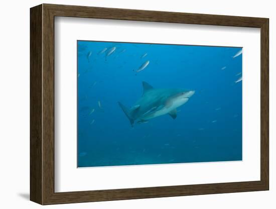 A Large Bull Shark at the Bistro Dive Site in Fiji-Stocktrek Images-Framed Photographic Print