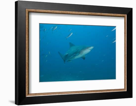 A Large Bull Shark at the Bistro Dive Site in Fiji-Stocktrek Images-Framed Photographic Print