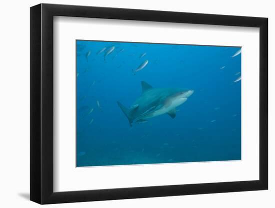 A Large Bull Shark at the Bistro Dive Site in Fiji-Stocktrek Images-Framed Photographic Print