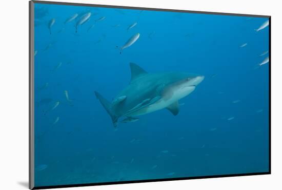 A Large Bull Shark at the Bistro Dive Site in Fiji-Stocktrek Images-Mounted Photographic Print