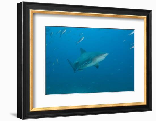 A Large Bull Shark at the Bistro Dive Site in Fiji-Stocktrek Images-Framed Photographic Print