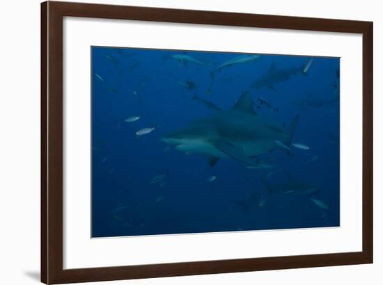 A Large Bull Shark at the Bistro Dive Site in Fiji-Stocktrek Images-Framed Photographic Print