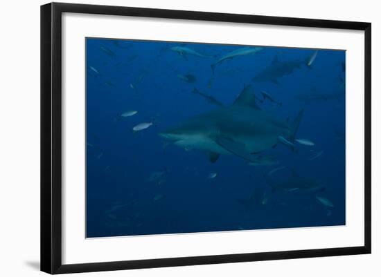 A Large Bull Shark at the Bistro Dive Site in Fiji-Stocktrek Images-Framed Photographic Print