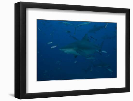 A Large Bull Shark at the Bistro Dive Site in Fiji-Stocktrek Images-Framed Photographic Print