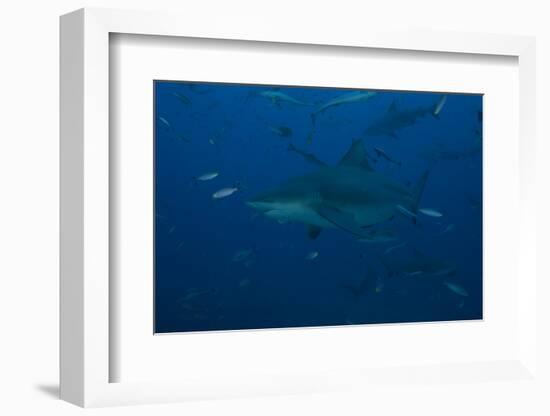 A Large Bull Shark at the Bistro Dive Site in Fiji-Stocktrek Images-Framed Photographic Print