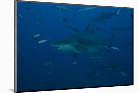 A Large Bull Shark at the Bistro Dive Site in Fiji-Stocktrek Images-Mounted Photographic Print