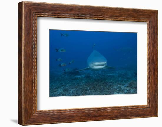 A Large Bull Shark at the Bistro Dive Site in Fiji-Stocktrek Images-Framed Photographic Print