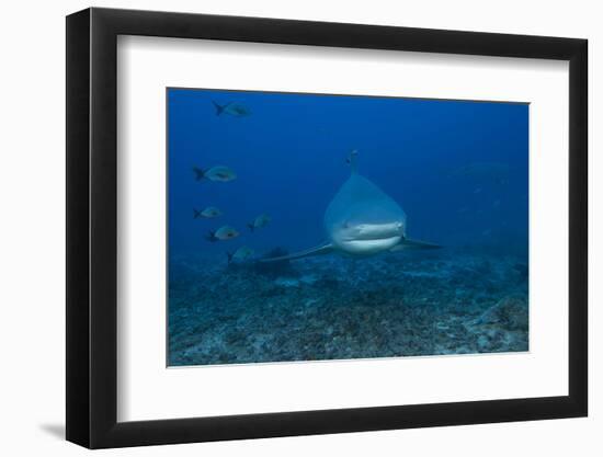 A Large Bull Shark at the Bistro Dive Site in Fiji-Stocktrek Images-Framed Photographic Print