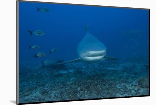 A Large Bull Shark at the Bistro Dive Site in Fiji-Stocktrek Images-Mounted Photographic Print