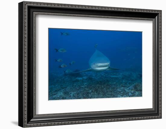 A Large Bull Shark at the Bistro Dive Site in Fiji-Stocktrek Images-Framed Photographic Print