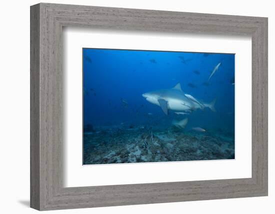 A Large Bull Shark at the Bistro Dive Site in Fiji-Stocktrek Images-Framed Photographic Print