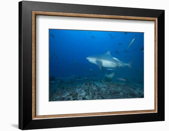 A Large Bull Shark at the Bistro Dive Site in Fiji-Stocktrek Images-Framed Photographic Print