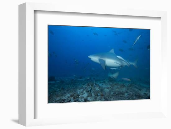 A Large Bull Shark at the Bistro Dive Site in Fiji-Stocktrek Images-Framed Photographic Print