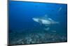 A Large Bull Shark at the Bistro Dive Site in Fiji-Stocktrek Images-Mounted Photographic Print