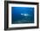 A Large Bull Shark at the Bistro Dive Site in Fiji-Stocktrek Images-Framed Photographic Print