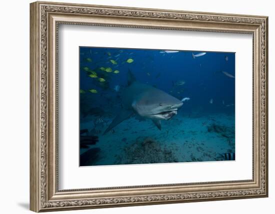 A Large Bull Shark at the Bistro Dive Site in Fiji-Stocktrek Images-Framed Photographic Print