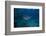 A Large Bull Shark at the Bistro Dive Site in Fiji-Stocktrek Images-Framed Photographic Print