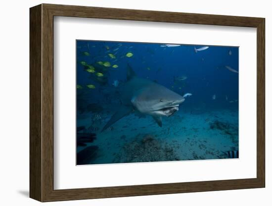 A Large Bull Shark at the Bistro Dive Site in Fiji-Stocktrek Images-Framed Photographic Print