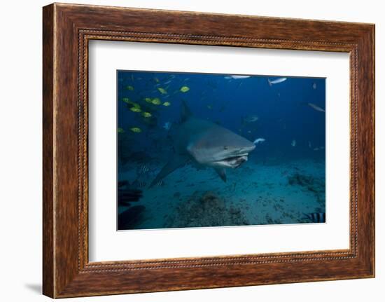 A Large Bull Shark at the Bistro Dive Site in Fiji-Stocktrek Images-Framed Photographic Print