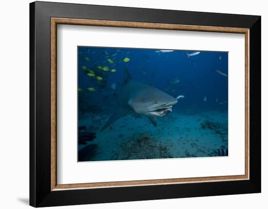 A Large Bull Shark at the Bistro Dive Site in Fiji-Stocktrek Images-Framed Photographic Print