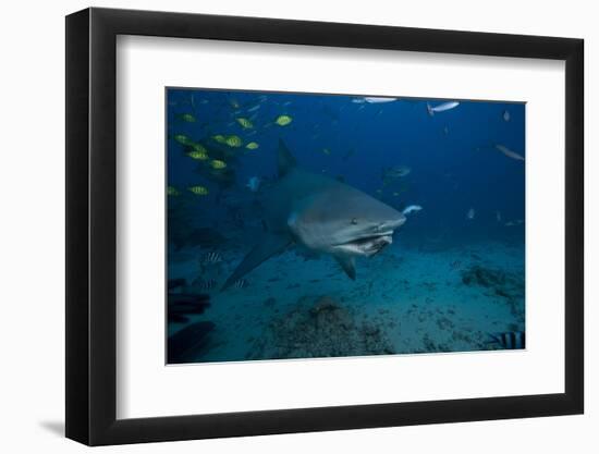 A Large Bull Shark at the Bistro Dive Site in Fiji-Stocktrek Images-Framed Photographic Print