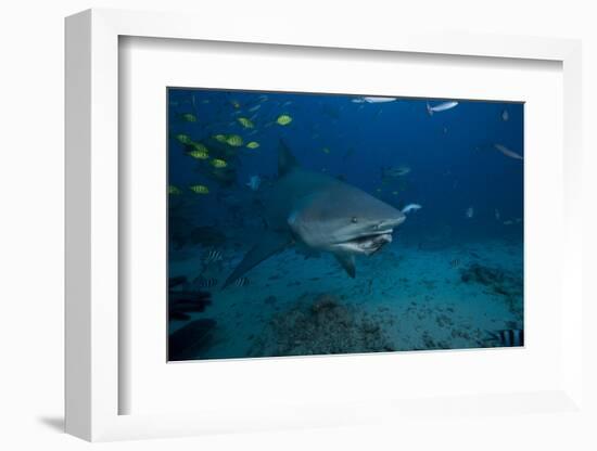 A Large Bull Shark at the Bistro Dive Site in Fiji-Stocktrek Images-Framed Photographic Print