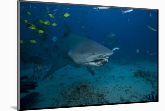 A Large Bull Shark at the Bistro Dive Site in Fiji-Stocktrek Images-Mounted Photographic Print