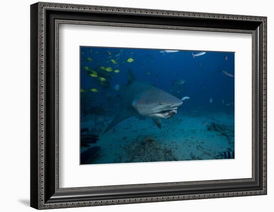 A Large Bull Shark at the Bistro Dive Site in Fiji-Stocktrek Images-Framed Photographic Print