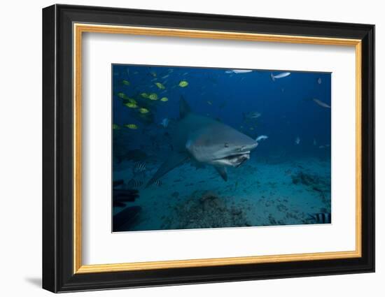 A Large Bull Shark at the Bistro Dive Site in Fiji-Stocktrek Images-Framed Photographic Print