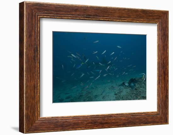 A Large Bull Shark at the Bistro Dive Site in Fiji-Stocktrek Images-Framed Photographic Print