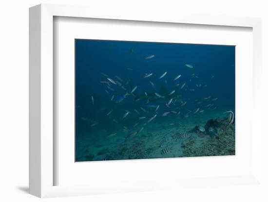 A Large Bull Shark at the Bistro Dive Site in Fiji-Stocktrek Images-Framed Photographic Print