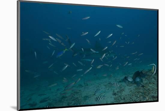 A Large Bull Shark at the Bistro Dive Site in Fiji-Stocktrek Images-Mounted Photographic Print