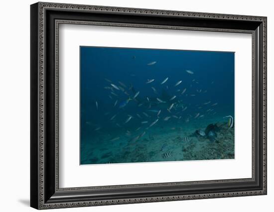 A Large Bull Shark at the Bistro Dive Site in Fiji-Stocktrek Images-Framed Photographic Print