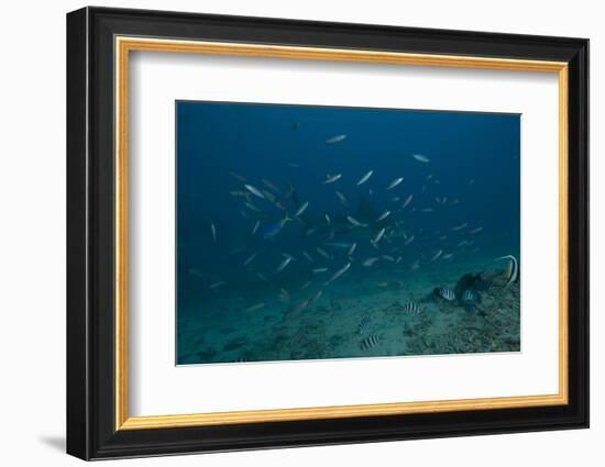 A Large Bull Shark at the Bistro Dive Site in Fiji-Stocktrek Images-Framed Photographic Print