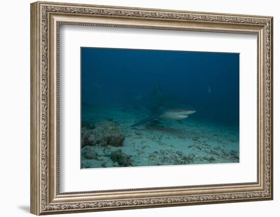 A Large Bull Shark at the Bistro Dive Site in Fiji-Stocktrek Images-Framed Photographic Print