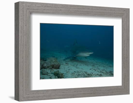 A Large Bull Shark at the Bistro Dive Site in Fiji-Stocktrek Images-Framed Photographic Print